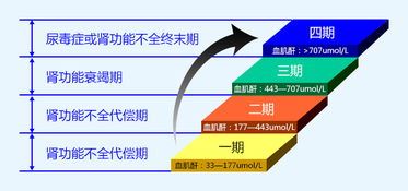 如何有效降低肌酐偏高的风险