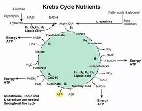 维生素B：能量代谢的秘密武器