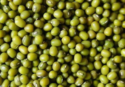 绿豆减肥真的有效吗？
