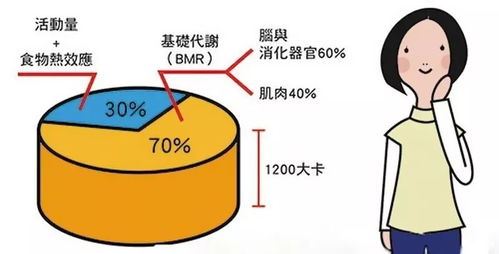 基础代谢率与减肥：探索身体燃脂机制