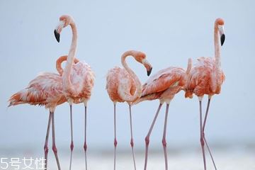 夏日火烈鸟美甲图片 迷幻风火烈鸟美甲图案