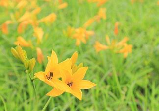 黄花菜是酸性还是碱性？黄花菜是热性还是凉性