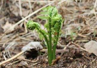 蕨菜可以种植吗？蕨菜怎么种植？