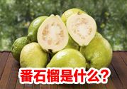 番石榴是什么东西?吃番石榴会便秘吗?