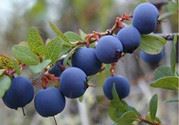 蓝莓不能和什么一起吃?蓝莓和什么相克