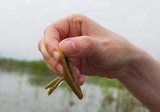 ​莼菜什么时节有？莼菜什么时候采摘？