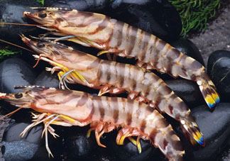海虾怎么做简单又好吃？海虾怎么去掉虾线？