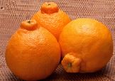 丑八怪是橘子吗？丑八怪是桔子吗