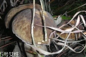 2024牛肚菌多少钱一斤 牛肚菌最新价格行情