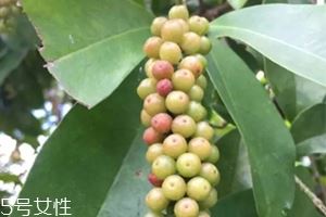 五月茶和五味子的区别 五月茶果实可以吃吗