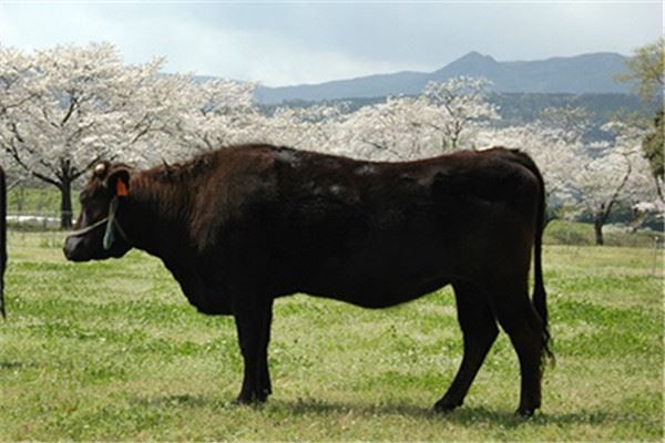 和牛肉等级划分 日本和澳洲各不同