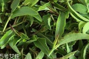 酸枣芽茶能长期喝吗 这茶就得长喝