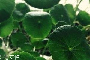 金钱草能治痔疮吗 治痔疮配方