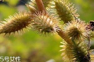 苍耳子什么时候采摘好 9-10月果实成熟