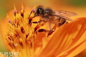 百花蜜什么味道 淡淡花香中带点酸