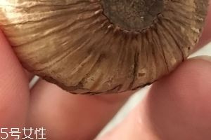 黑蒜是种植出来的吗？黑蒜怎么来的