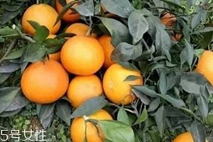 爱媛38号与沃柑哪个好吃？爱媛38号与沃柑对比