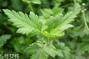 菊花脑什么时候种 菊花脑什么时候采收