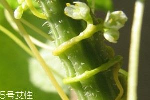 菟丝子可以泡酒吗 菟丝子泡酒比例