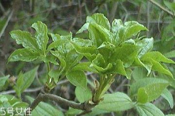 刺五加能做菜吗？刺五加怎么做菜？