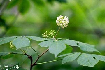 刺五加和谷维生素能一起吃吗？