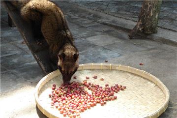 麝香猫咖啡的产地是哪里 猫屎咖啡由来介绍