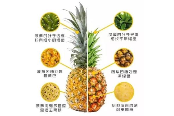 凤梨和菠萝一样吗 凤梨和菠萝对比图