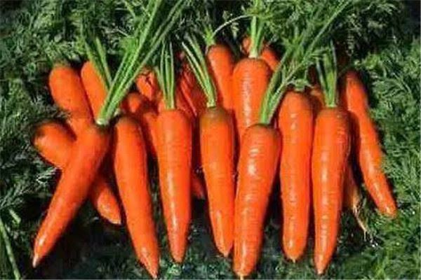胡萝卜可以和西红柿一起吃吗 胡萝卜的营养价值