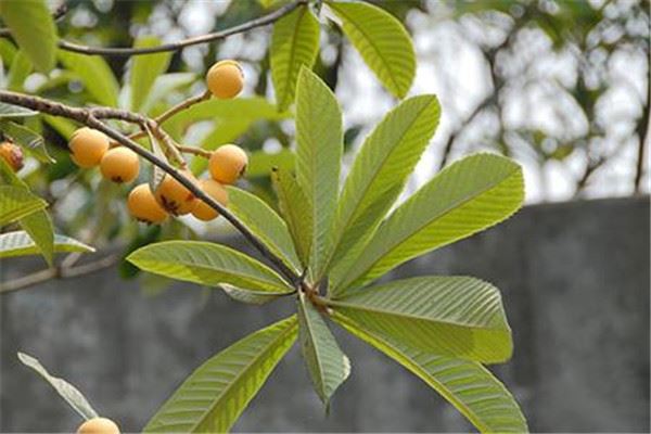 枇杷叶能治咽炎吗 喝枇杷叶煮水的注意事项