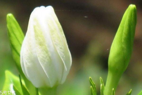 栀子花有什么功效呢 栀子花有用途呢