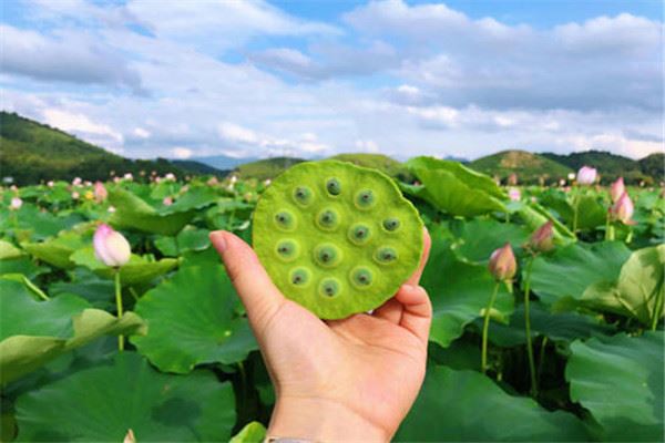 莲子是不是水果 莲子属于什么食物