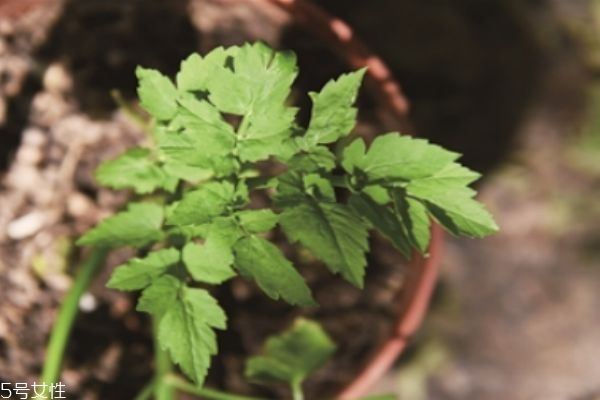 什么是野菜呢 野菜有什么营养价值呢