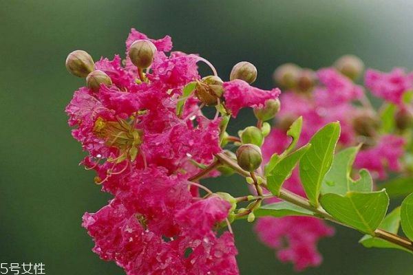 紫薇花是一种什么花呢 紫薇花有什么作用呢