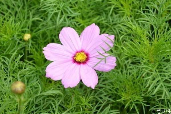 波斯菊的花语是什么呢 波斯菊的花期是什么时候呢