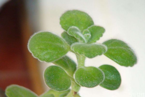 碰碰香是一种什么植物呢 碰碰香有什么价值呢