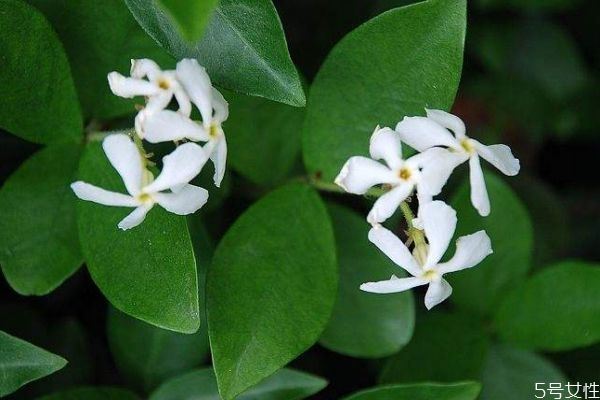 络石花是一种什么植物呢 络石花的生长环境是怎么样呢