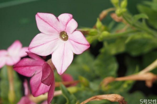 花烟草是一种什么植物呢 花烟草的作用有什么呢