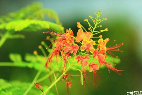 金凤花的花语是什么呢 金凤花种植有什么注意的呢