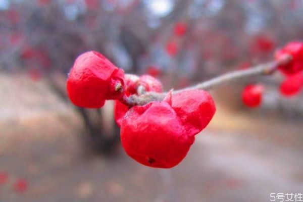 冬红花的花语是什么呢 冬红花的种植有什么注意的呢