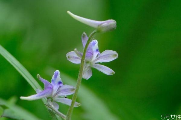 翠雀花的花语是什么呢 翠雀花的种植有什么注意的呢