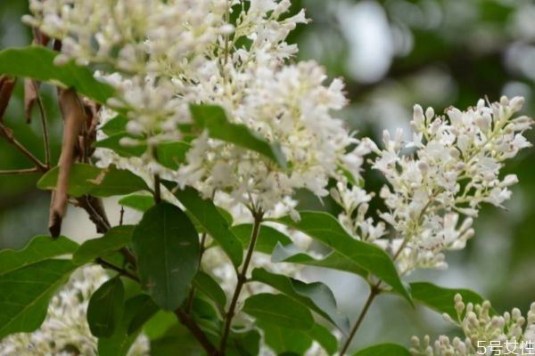 山指甲是一种什么植物呢 山指甲有什么作用呢