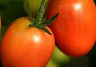 圣女果是小西红柿吗？圣女果和西红柿的区别