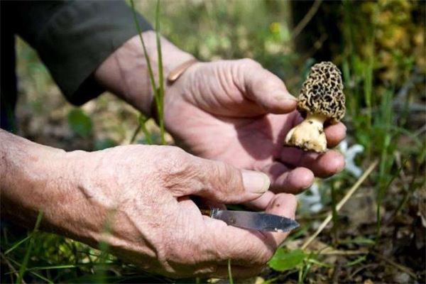 羊肚菌用热水泡还是用冷水泡 羊肚菌可以用开水泡吗