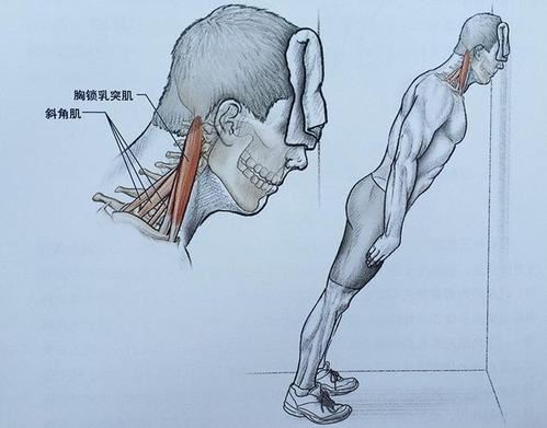 锻炼颈部肌肉的方法 锻炼颈部肌肉的技巧