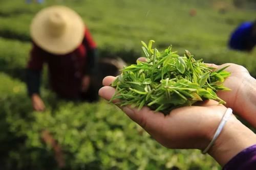 庐山云雾茶什么香味 庐山云雾茶茶汤什么颜色