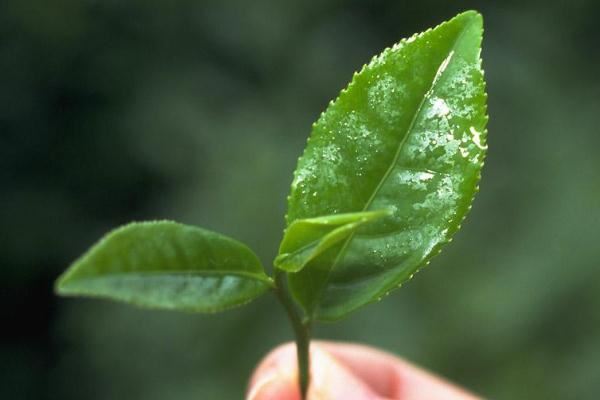 茶叶的利润一般是多少 茶叶炒上天