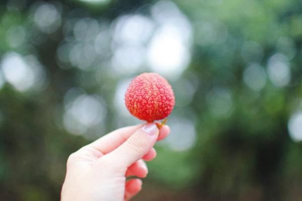 荔枝多吃会上火吗 如何吃荔枝不上火