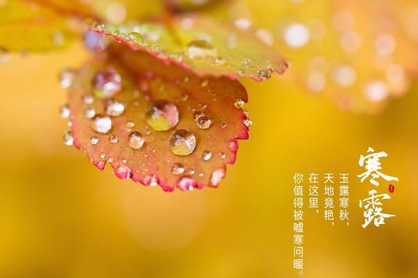 寒露节气是几月几日 寒露节气如何养生