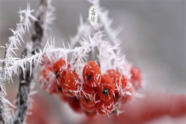 霜降吃柿子有啥好处 霜降要吃柿子吗