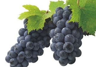 夏黑是葡萄还是提子_葡萄和提子的区别_提子和葡萄哪个好